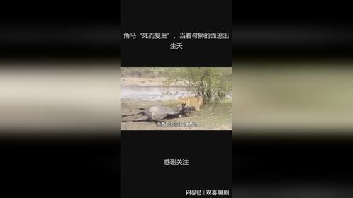 角马“死而复生”，当着母狮的面逃出生天