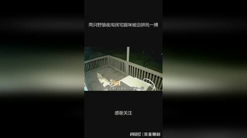 两只野狼夜闯民宅猫咪被迫拼死一搏