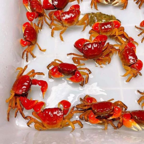 螃蟹宠物沙蟹将军红海水观赏蟹活鱼虾蟹相手迷你蟹