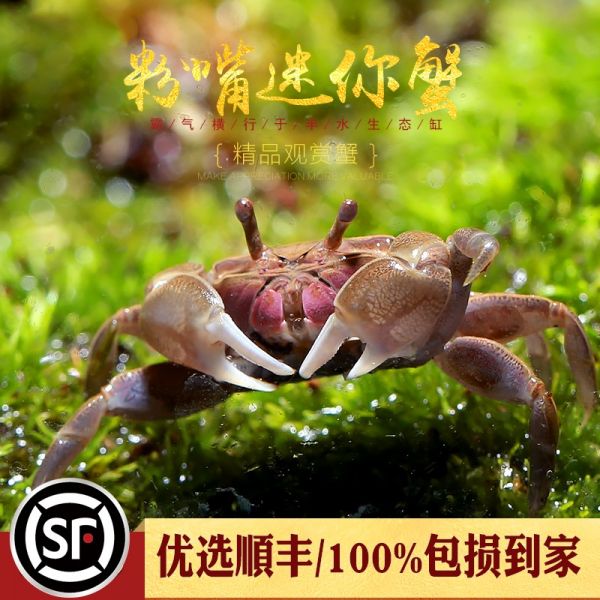 粉嘴迷你蟹mini辣椒蟹淡水蟹吃虫除藻相手将军水陆宠物螃蟹活体蟹