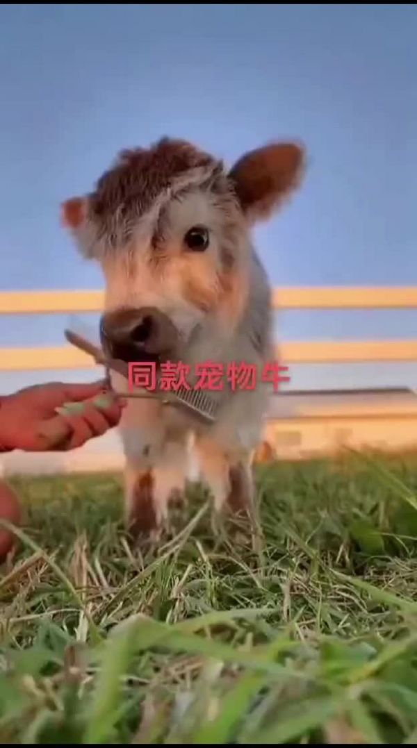 萌宠，爬宠，异宠，大型宠物