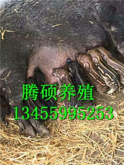 宠物猪哪里的便宜香猪多少钱一头