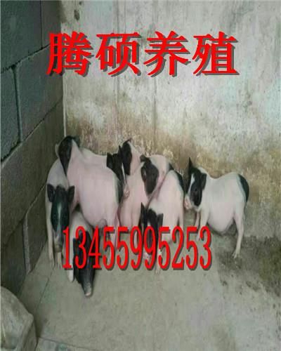 宠物猪哪里的便宜香猪多少钱一头