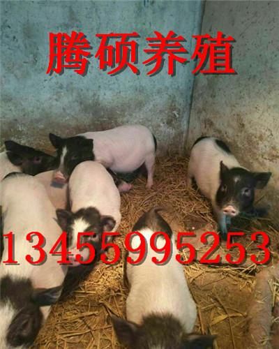 宠物猪哪里的便宜香猪多少钱一头