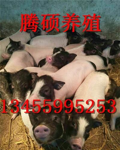 宠物猪哪里的便宜香猪多少钱一头