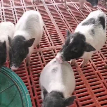 小香猪，巴马香猪，宠物小香猪，迷你香猪，观赏香猪