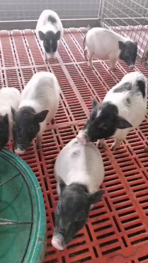 小香猪，巴马香猪，宠物小香猪，迷你香猪，观赏香猪