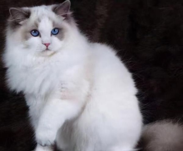 宠物猫品种图片大全，前6位最“聪明”的猫咪（猫有几种品种图片）