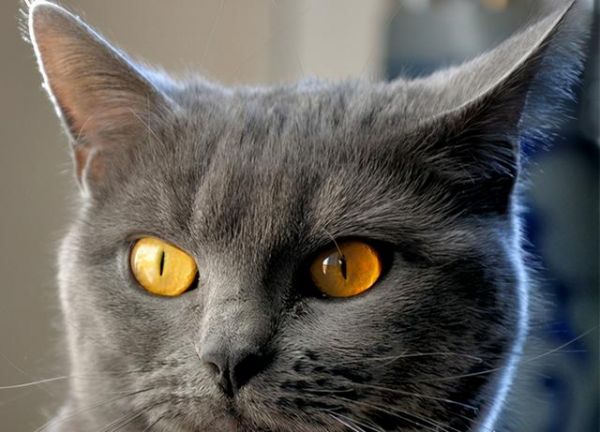 宠物猫品种图片大全，前6位最“聪明”的猫咪（猫有几种品种图片）