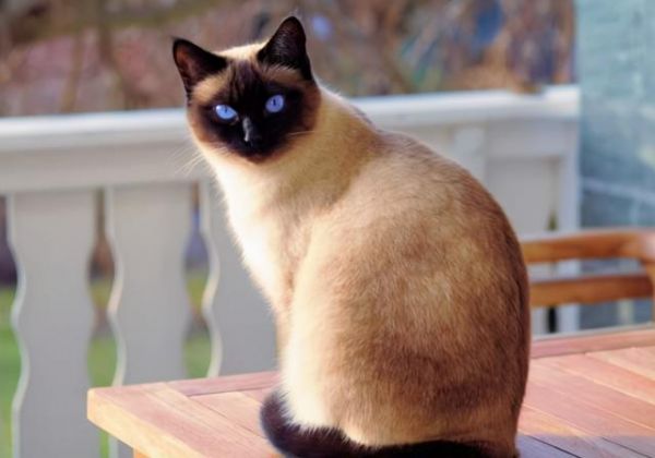 宠物猫品种图片大全，前6位最“聪明”的猫咪（猫有几种品种图片）