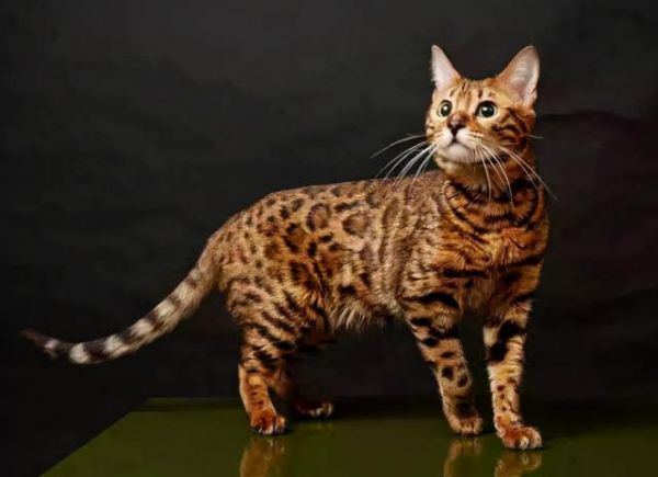 宠物猫品种图片大全，前6位最“聪明”的猫咪（猫有几种品种图片）