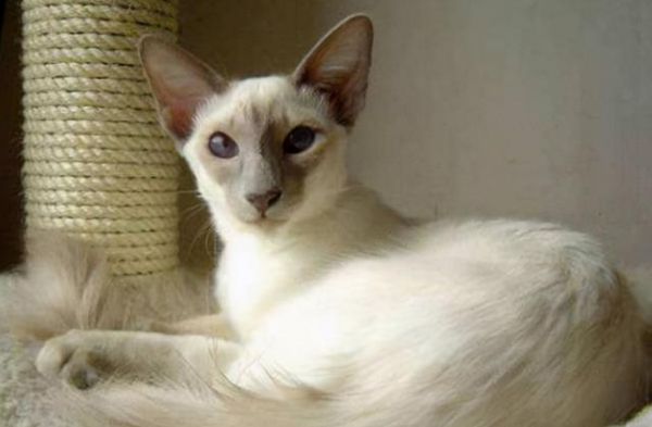 宠物猫品种图片大全，前6位最“聪明”的猫咪（猫有几种品种图片）