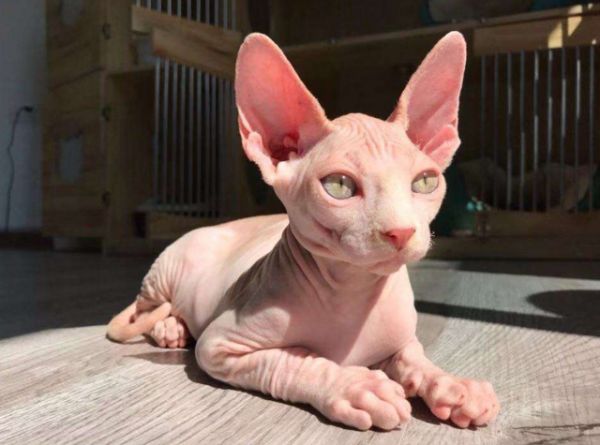 宠物猫品种图片大全，前6位最“聪明”的猫咪（猫有几种品种图片）
