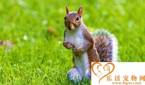 松鼠饲养小知识 如何饲养小松鼠需要注意事项