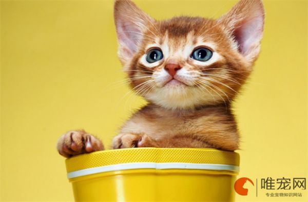 宠物猫排名前十的品种 适合家庭饲养的有哪些