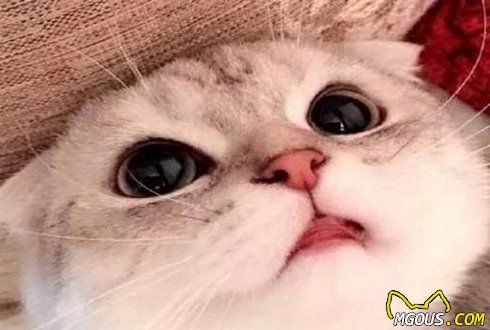 十大人气最高宠物猫排名 有你想养的猫咪吗