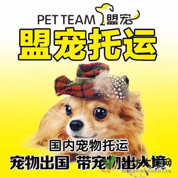 潍坊哪里有宠物托运公司 托运宠物多少钱？