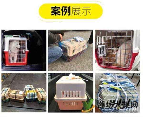 潍坊哪里有宠物托运公司 托运宠物多少钱？