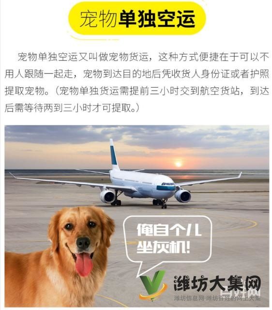 潍坊哪里有宠物托运公司 托运宠物多少钱？