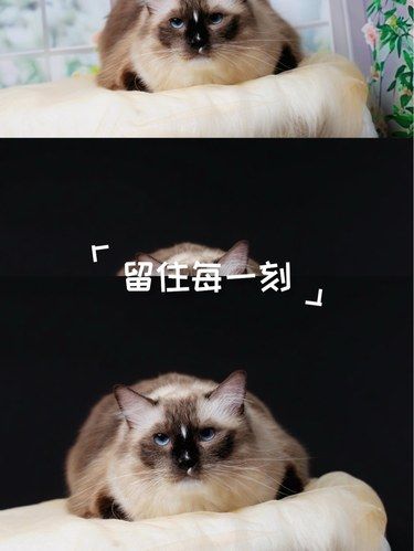 喵星人的神秘眼神～