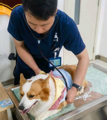 医院里的猫咪日常