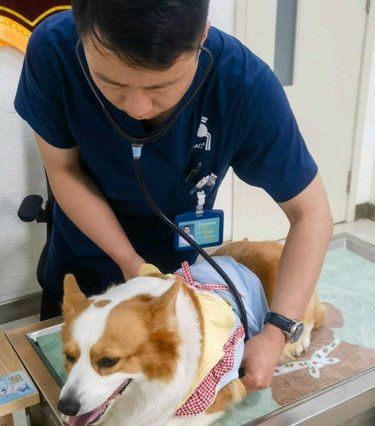 猫咪医院日常