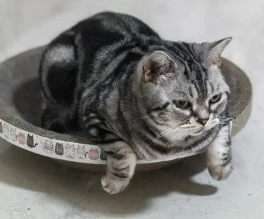 宠物营养师定制食谱，吃出健康好体质