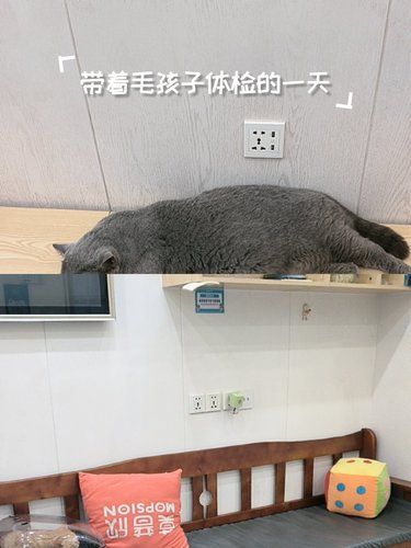 专业又暖心，我家毛孩子的第二家！ 