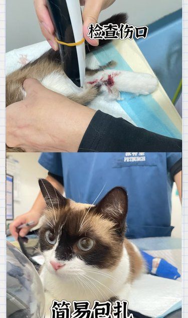 感谢这家宠物医院！救了骨折猫咪，专业暖心