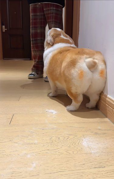 专业匠心，宠享健康