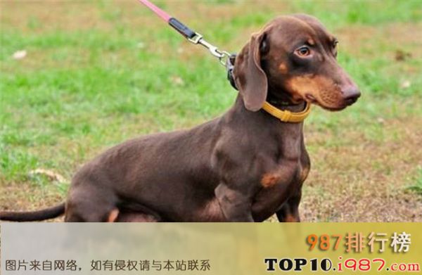 十大最好养的宠物狗之腊肠犬