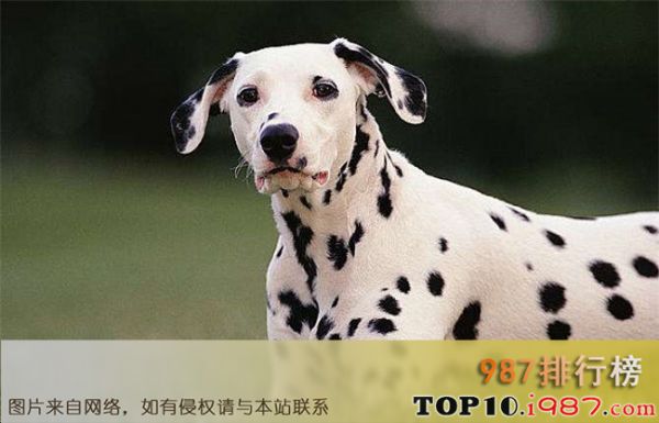 十大最好养的宠物狗之斑点狗