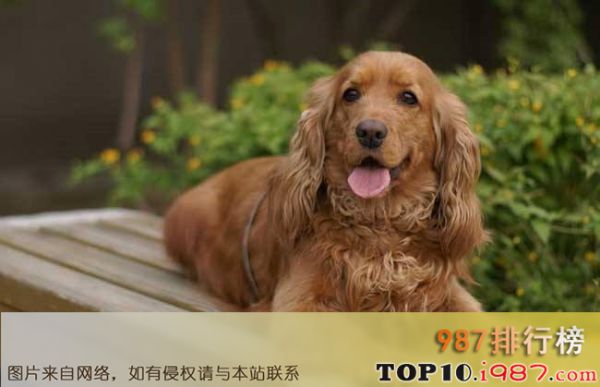 十大最好养的宠物狗之可卡