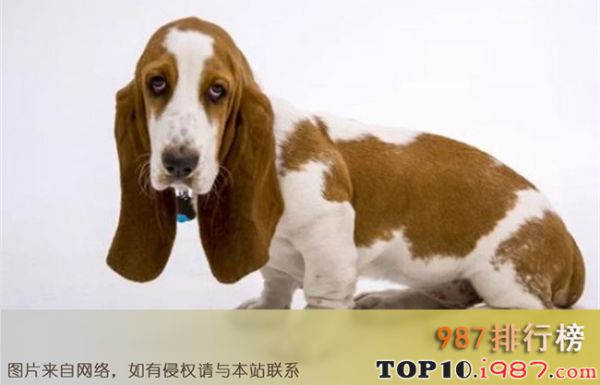 十大最好养的宠物狗之巴吉度