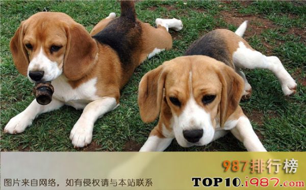 十大最好养的宠物狗之比格犬