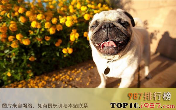 十大最好养的宠物狗之巴哥