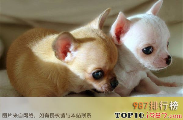 十大最好养的宠物狗之吉娃娃