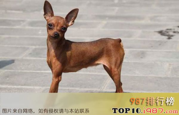 十大最好养的宠物狗之小鹿犬