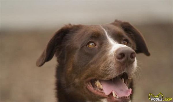 宠物疾病：犬细小病毒