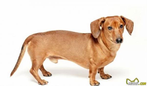宠物疾病：犬细小病毒
