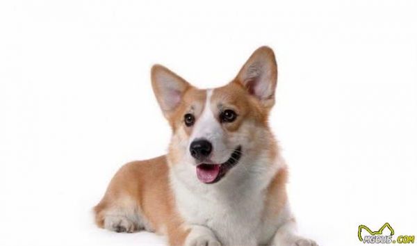 宠物疾病：犬细小病毒