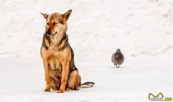宠物疾病：犬细小病毒