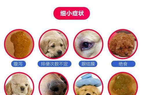 探究犬细小病毒的危害和预防措施（从宠物角度了解犬细小病毒的传播途径和治疗方法）