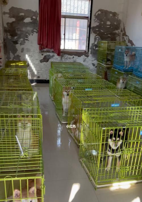 如何有效预防犬舍内的细小病毒感染（以宠物为主）