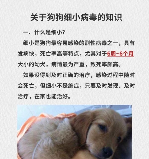 以狗得了细小，如何进行消毒防控（细小病毒爆发，宠物狗亦可感染，防控不可忽视）