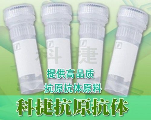 犬细小病毒抗原 犬细小蛋白 犬细小质控品 犬细小标准品 CPV抗原 CPV标准品