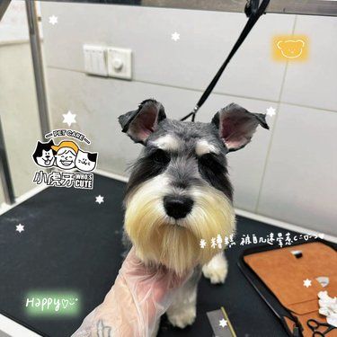 朋友推荐来带我家狗狗来剪毛，简直被惊艳到了！