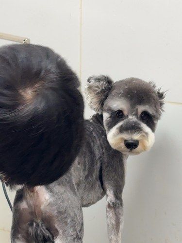 宠物也要美美哒