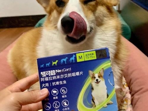 宠物驱虫，一般需要多久进行一次？
