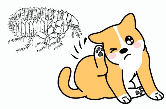 狗狗体外驱虫